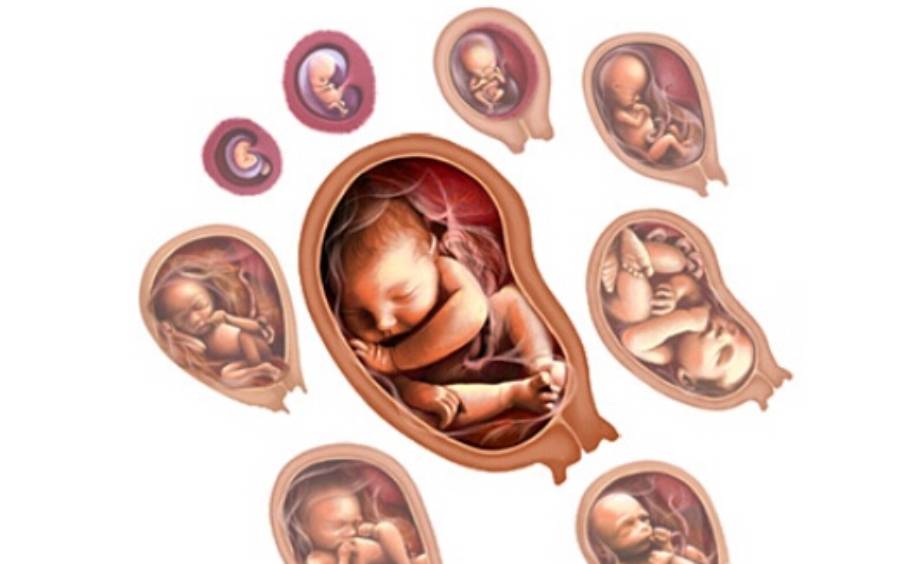 儿科门诊适合多大孩子?胚胎和胎儿,婴儿和幼儿的分界线在哪?