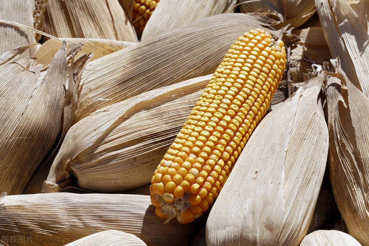 乌克兰玉米杀回来了,中国买家正在大量订购!
