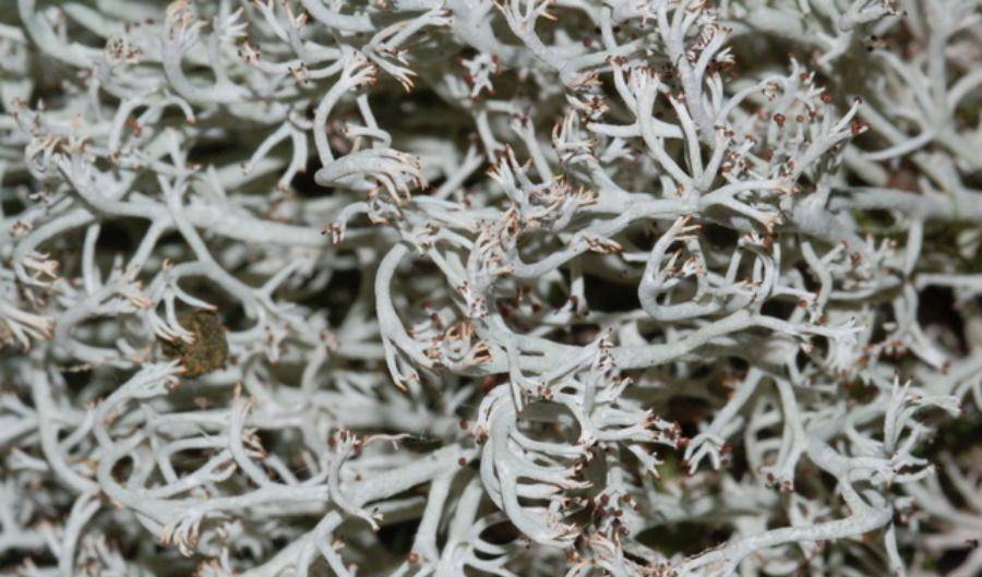 比如鹿石蕊(cladonia rangiferina),也叫做驯鹿地衣