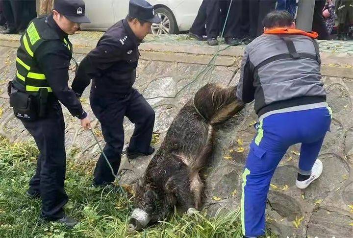 南京过江野猪袭人后狂飙,跳河后呛死_游泳_活动_长江