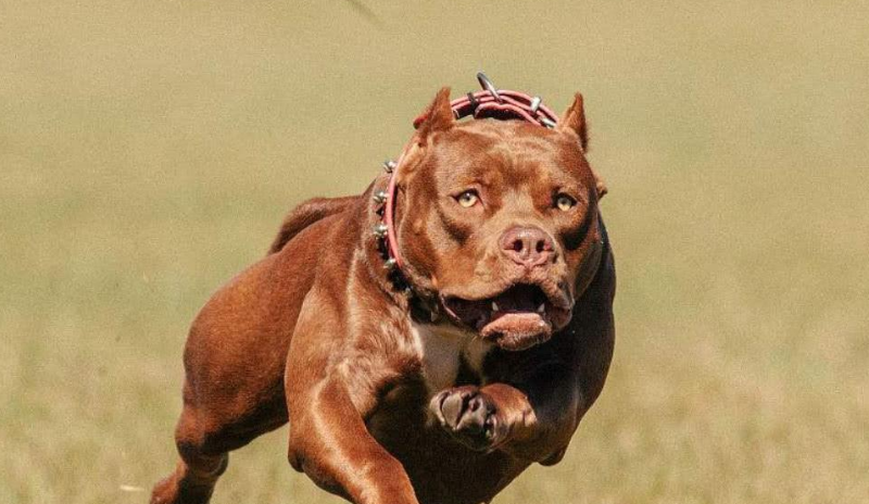 雖然比特犬聽起來很可怕,但這也並不妨礙它們成為世界名犬.