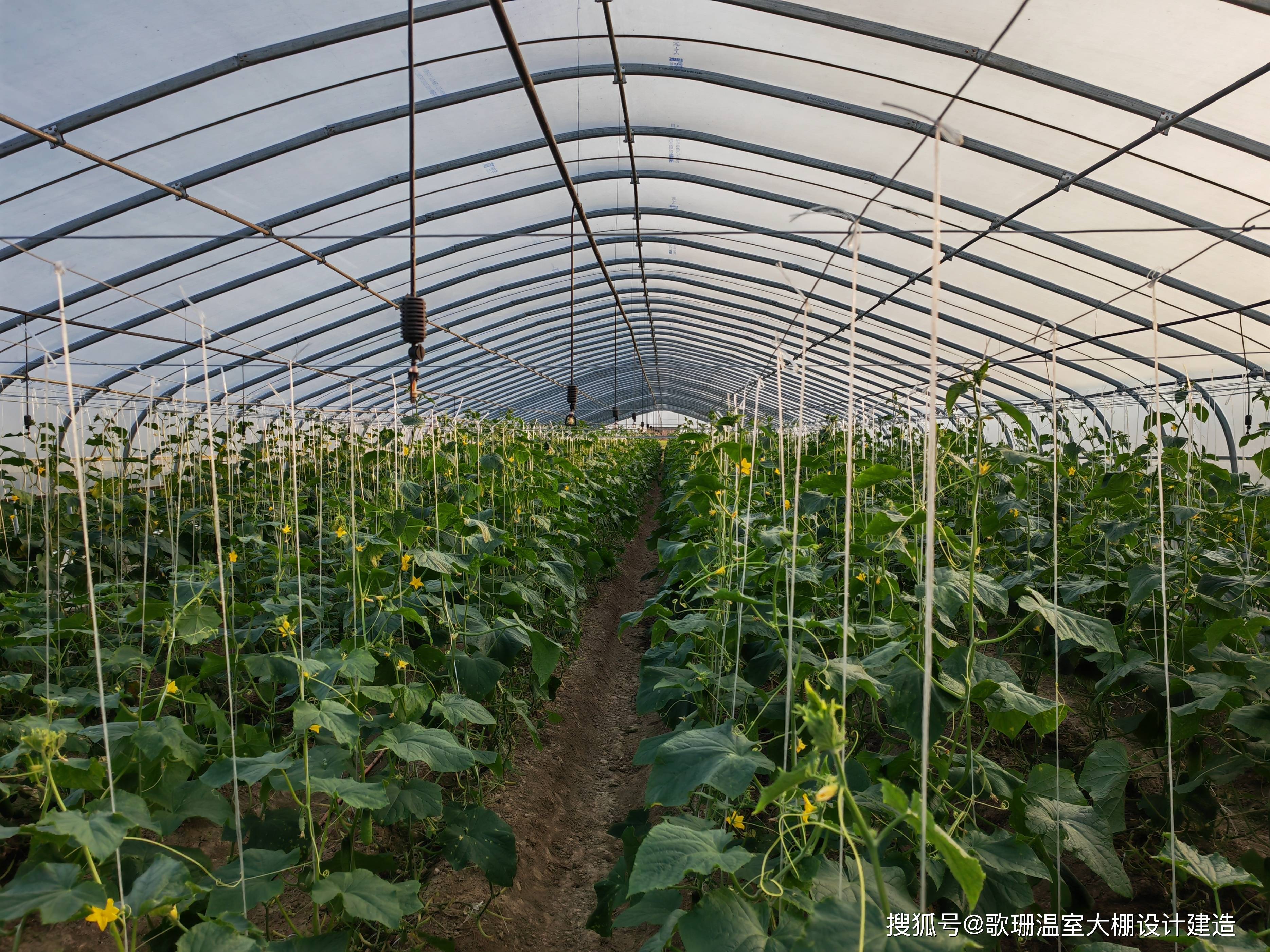 【歌珊温室】蔬菜种植大棚工程案例