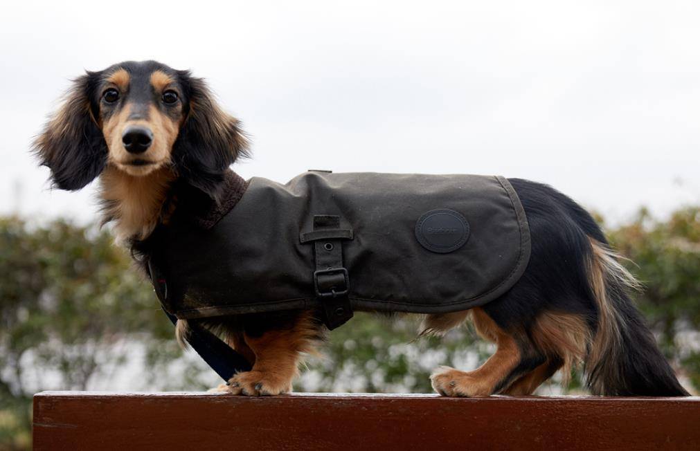 不仅王子戴着它,他家的狗也戴着barbour,就像他的主人一样.