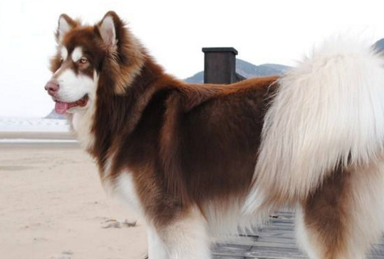 阿拉斯加犬吃什么狗粮_狗狗_价格_配方