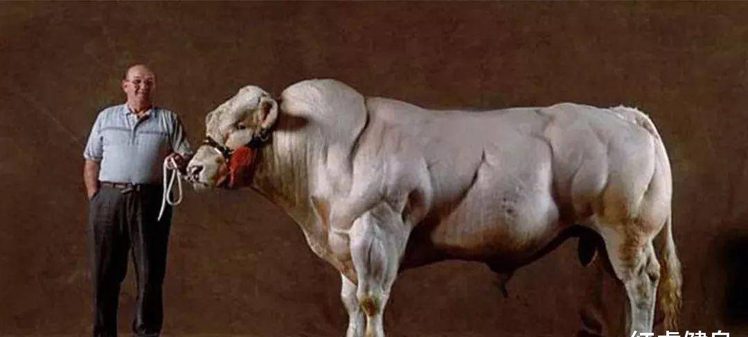 克里斯·科米尔:"新怪物"莫斯克拉的腿,比奥赛冠军大雷米还粗_健美