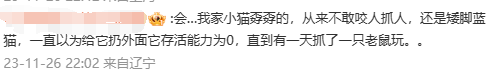 央妈表扬!辽宁盘锦40多只猫咪组队守粮仓,给护粮的猫猫队小卫士点赞! 央妈表扬!辽宁盘锦40多只猫咪组队守粮仓,给护粮的猫猫队小卫士点赞!