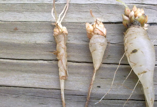 这种"人参果",长在"三叶草"下,网友:儿时只吃了草,亏!