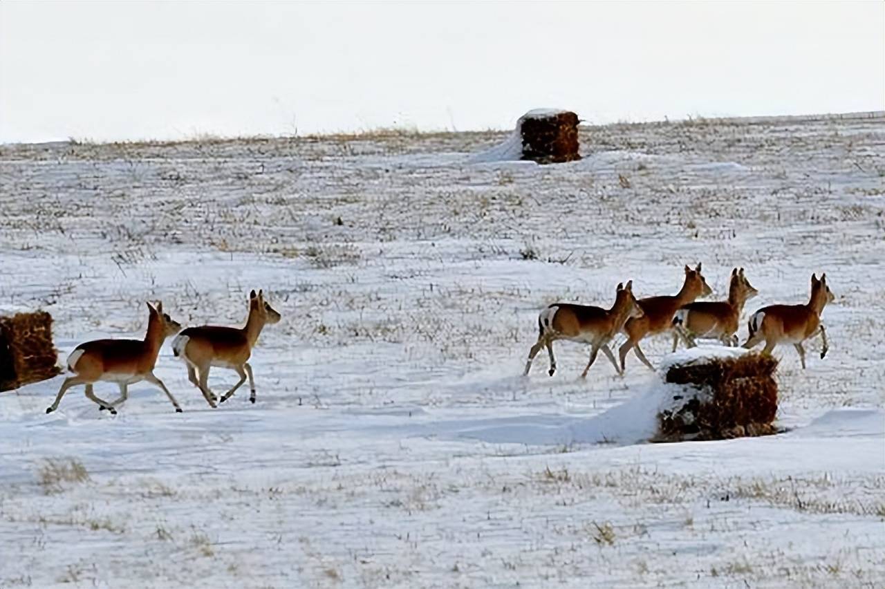 上万只蒙古野生黄羊跨越中蒙边境,有网友调侃称有护照吗?