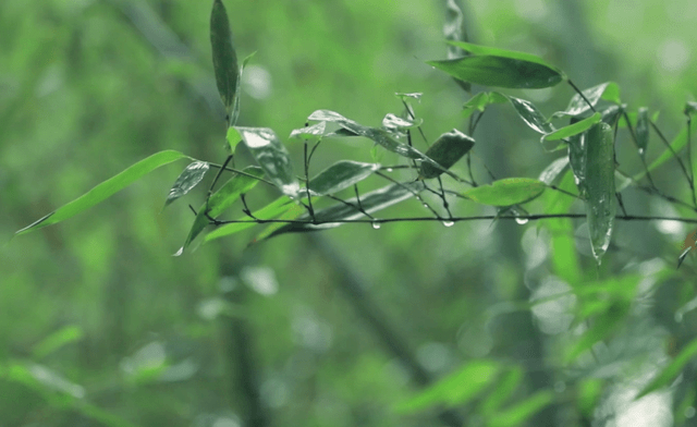 詩詞鑑賞——伍蓓作品欣賞_竹林_塵寰_松花