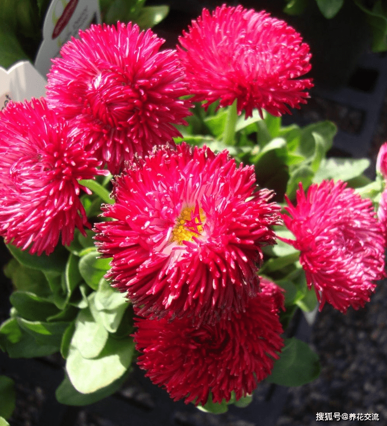 罗加洛系列的雏菊品种是国内比较常见的,花朵是半重瓣的,花色也有白色