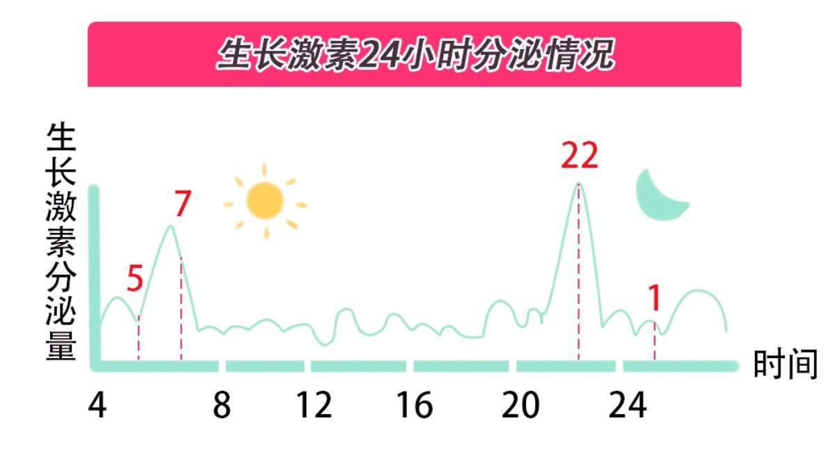 生长激素分泌时间图图片