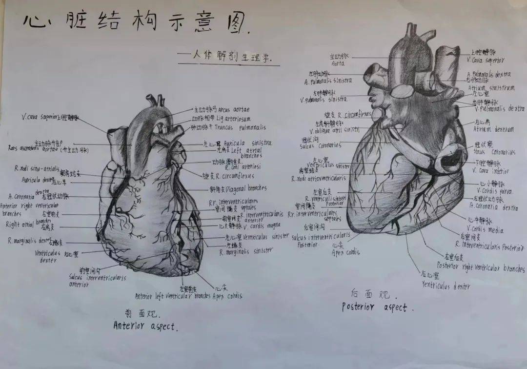 宝职学子医笔生花,绘人体奥妙,展医学风采