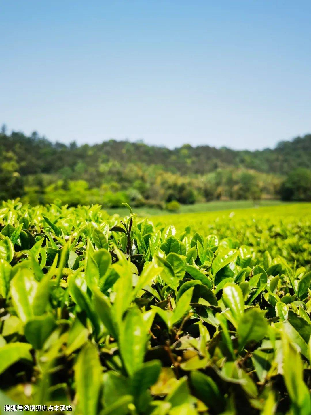 養老最後階段的安排～臨終關懷與服務——泰康·杭州徑山竹茶園紀念園