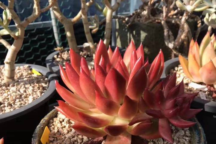 红蜡东云,多肉植物中颜色最漂亮的多肉品种之一,好养容易群生