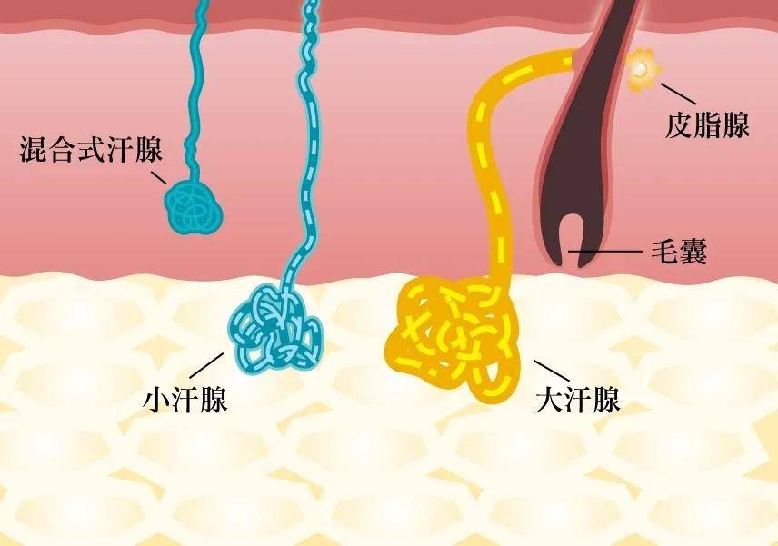 爱人有狐臭,担心被传染_味道_遗传性_父母