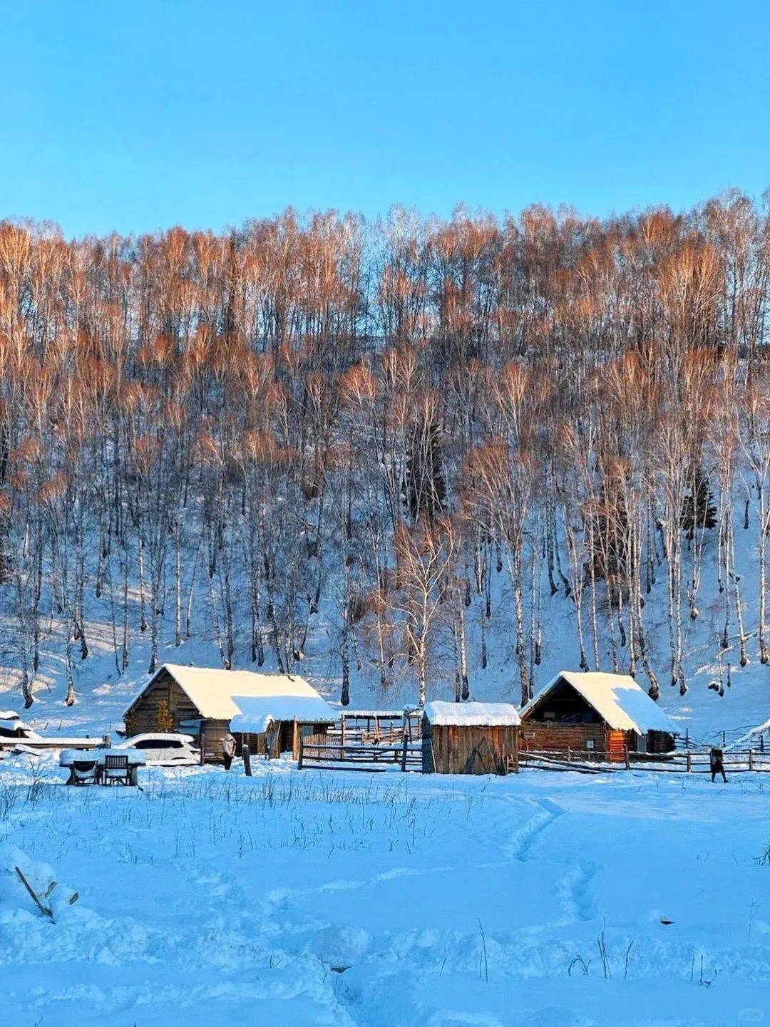 【丰草牧场】冬天,总得去新疆阿勒泰看一场大雪吧!_雪地_滑雪_自然