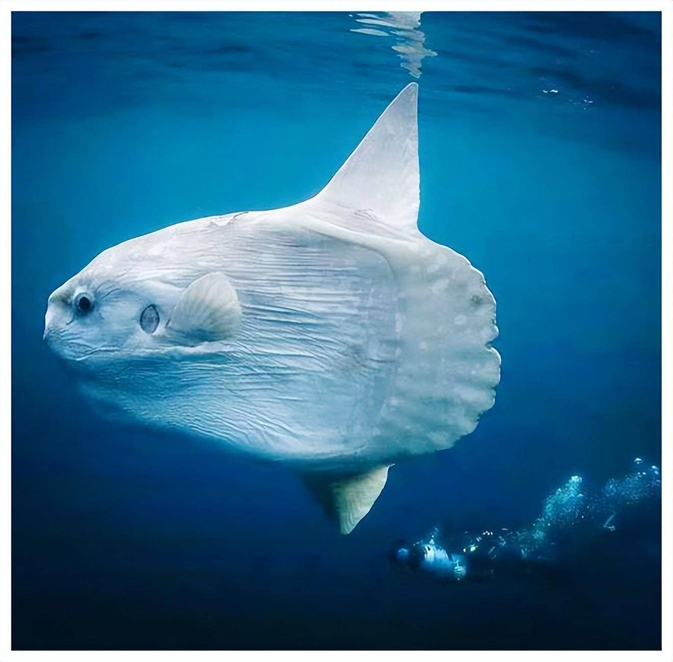 海中的"摆烂王",被海豹啃也不逃跑的翻车鱼,靠什么存活至今?