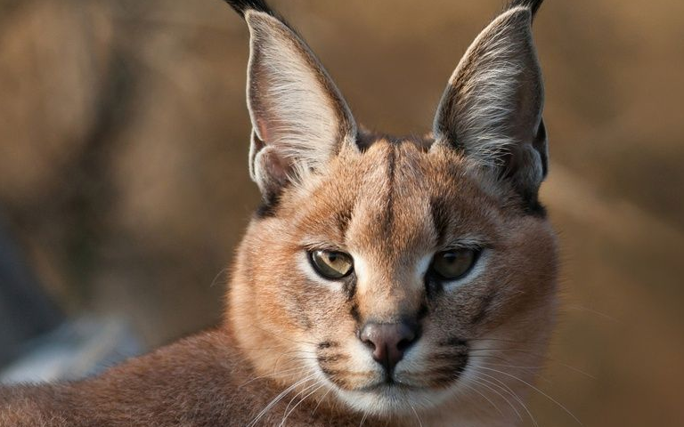 俄罗斯战斗民族养的猫,猫是好猫,就是凶了一点