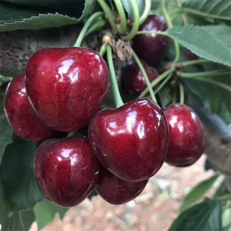 矮化太平洋红瑞德大樱桃树苗品种优势有哪些?种植经验分享