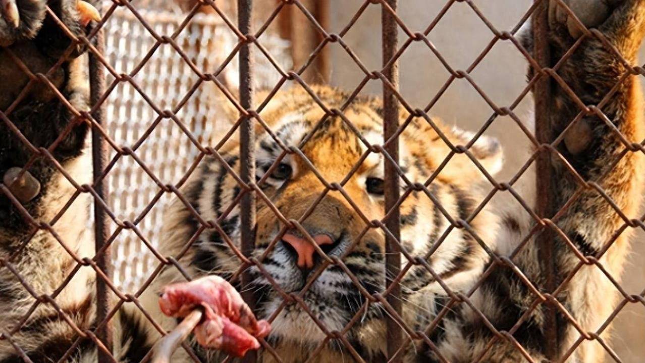 为何动物园不给老虎喂猪肉，吃猪肉有何危害？老虎尸体怎么处理？(图1)