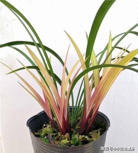 建兰"市长红",花叶俱美,香味醇正,曾一苗难求,现在物美价廉_兰花_开花