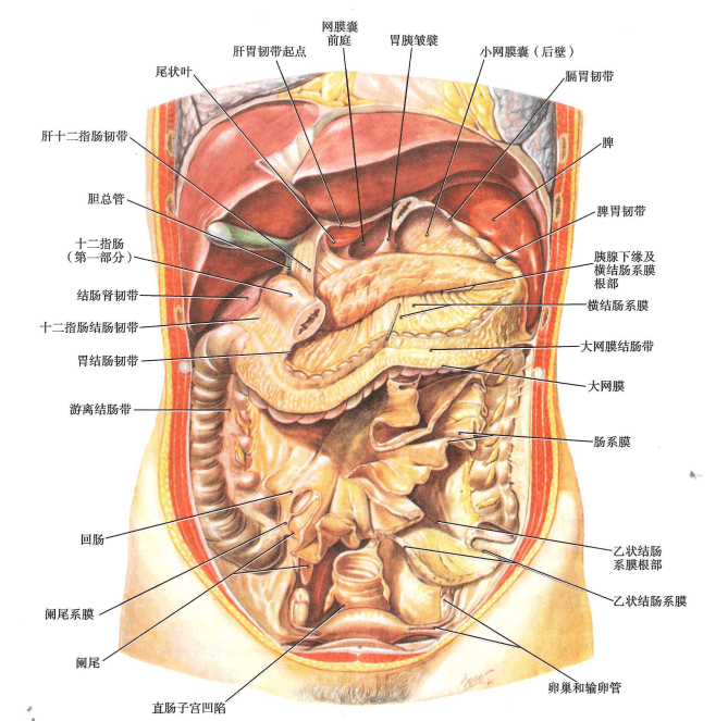 人體的第二個大腦——消化系統筋膜序列_食管_功能_腹膜