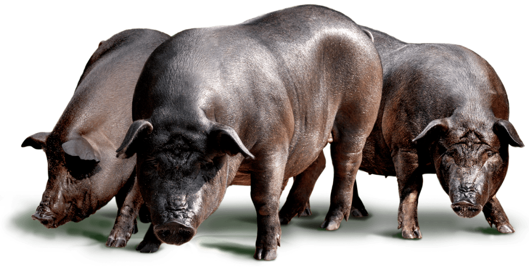 壹号土猪强势霸屏,率先破圈抢占用户心智_品牌_消费者_养殖