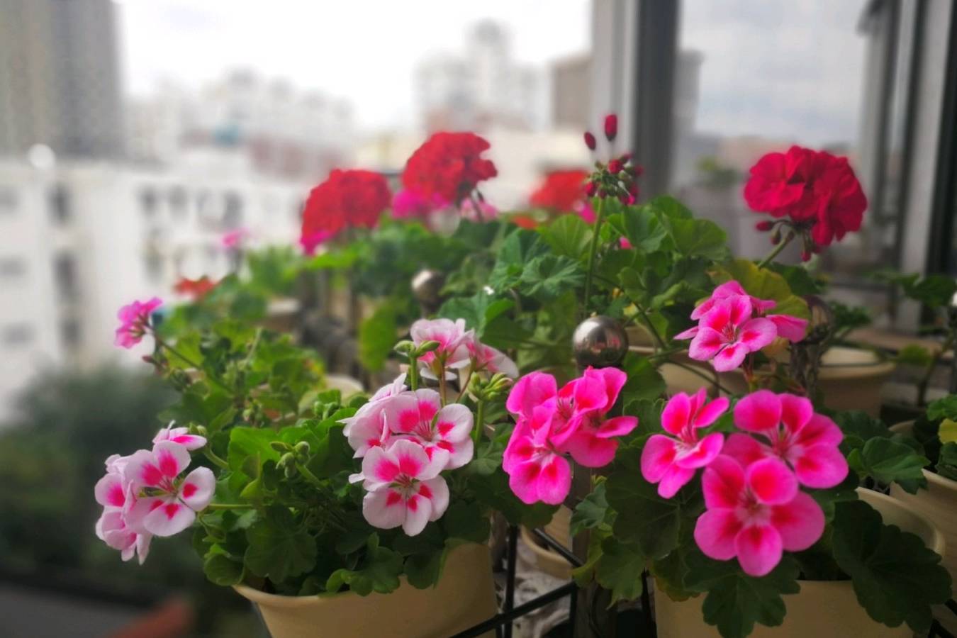 秋天最美的花,花形像绣球,花色绚丽,一年多次开花,值得拥有_天竺葵