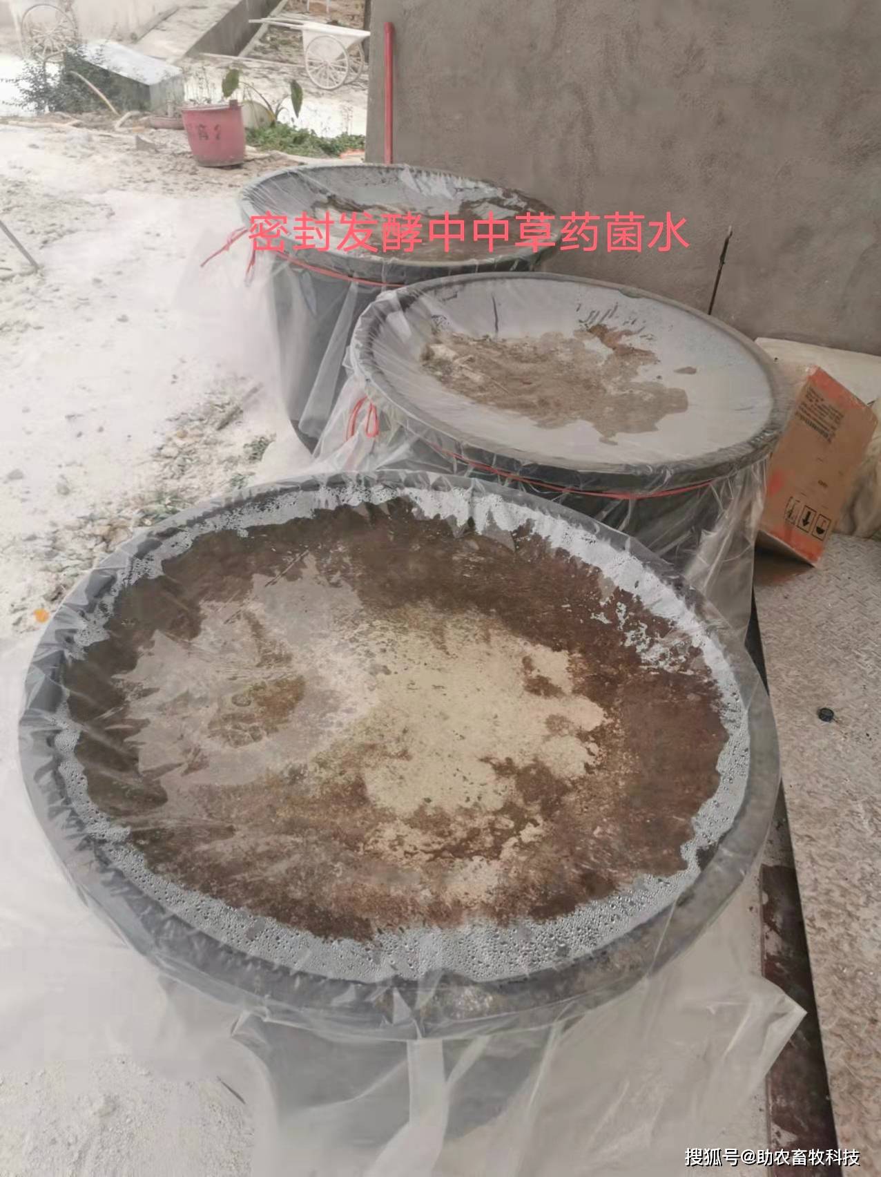 雲南紅河州這個豬場採用發酵中藥組合拳防控非瘟一直保持穩定,低迷期