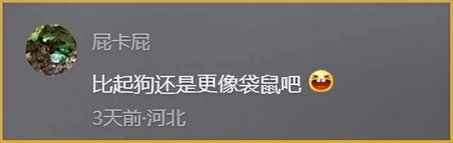 快來圍觀這個浪漫笨蛋_東北_動物_時候