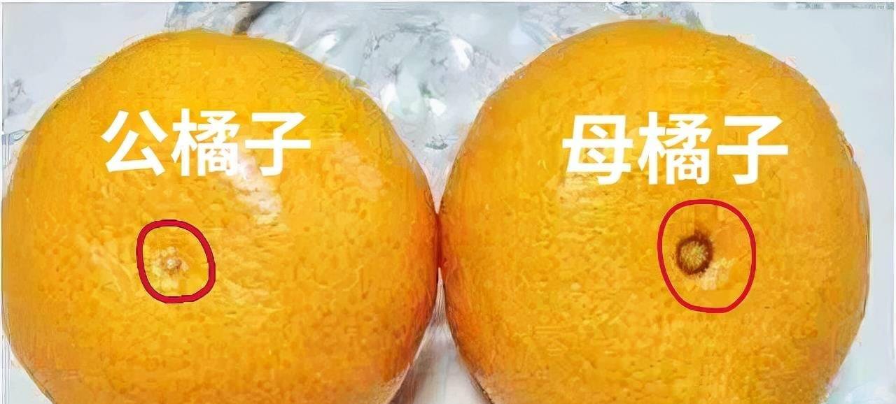 "母橘子"更甜?买橘子牢记6字口诀,橘子熟又甜_橙子_味道_水果