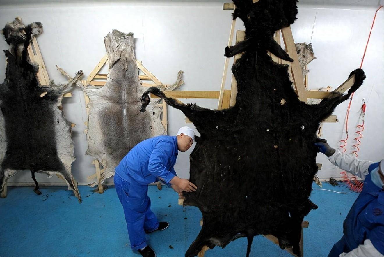同样是动物皮，为啥猪皮只能做肉冻，驴皮却能包装成阿胶卖天价？(图1)