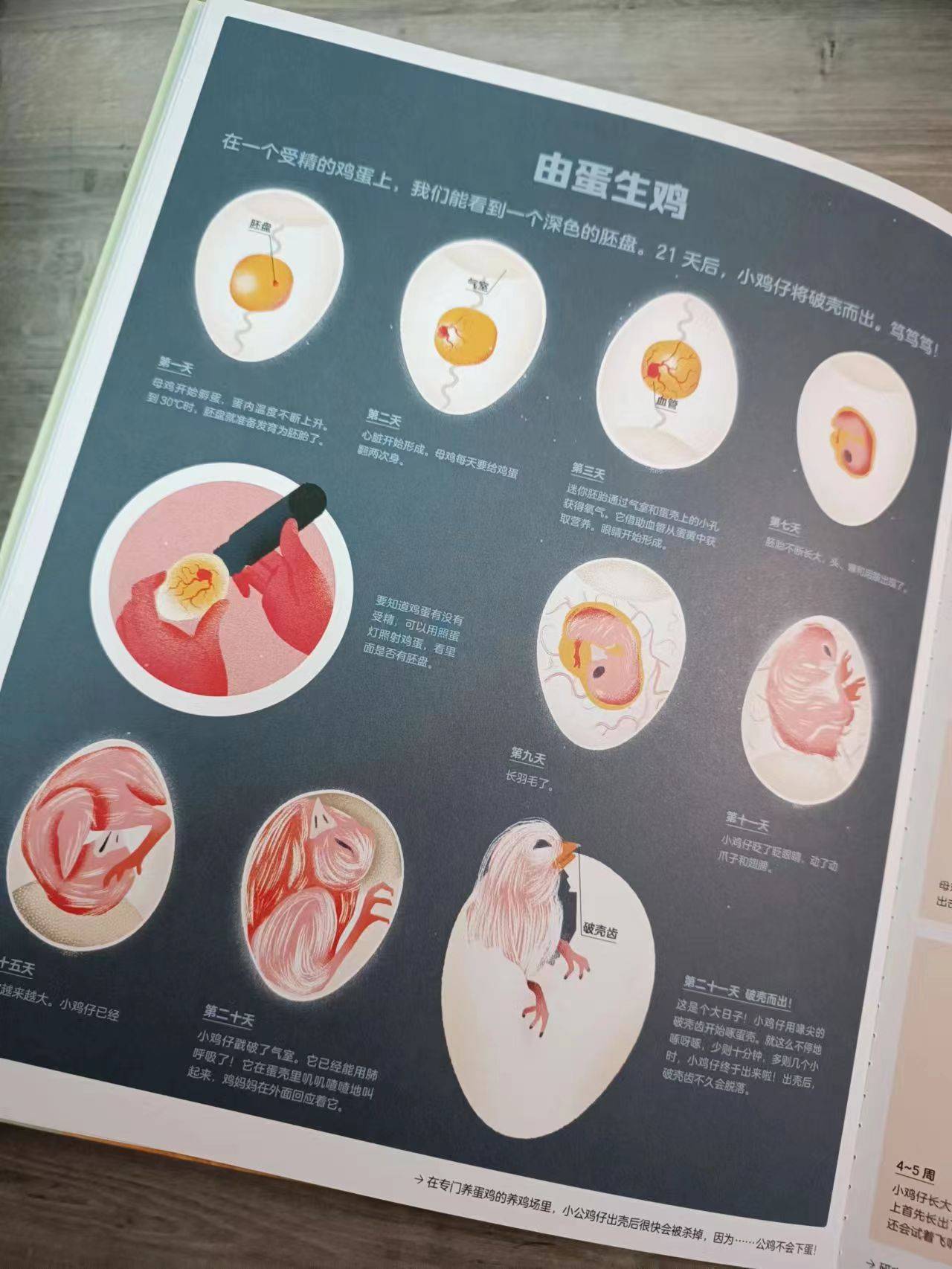 恐龍有話要說!_母雞_巧克力_大百科