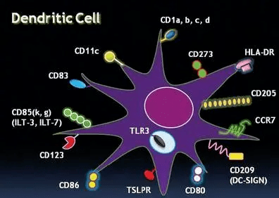 樹突狀細胞與抗原呈遞細胞_中性_識別_分子