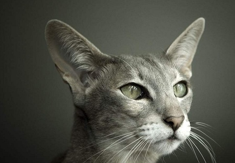 短毛猫有哪些品种,普通短毛猫多少钱一只_性格_主人_环境