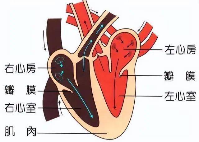 心脏瓣膜及血流示意图图片