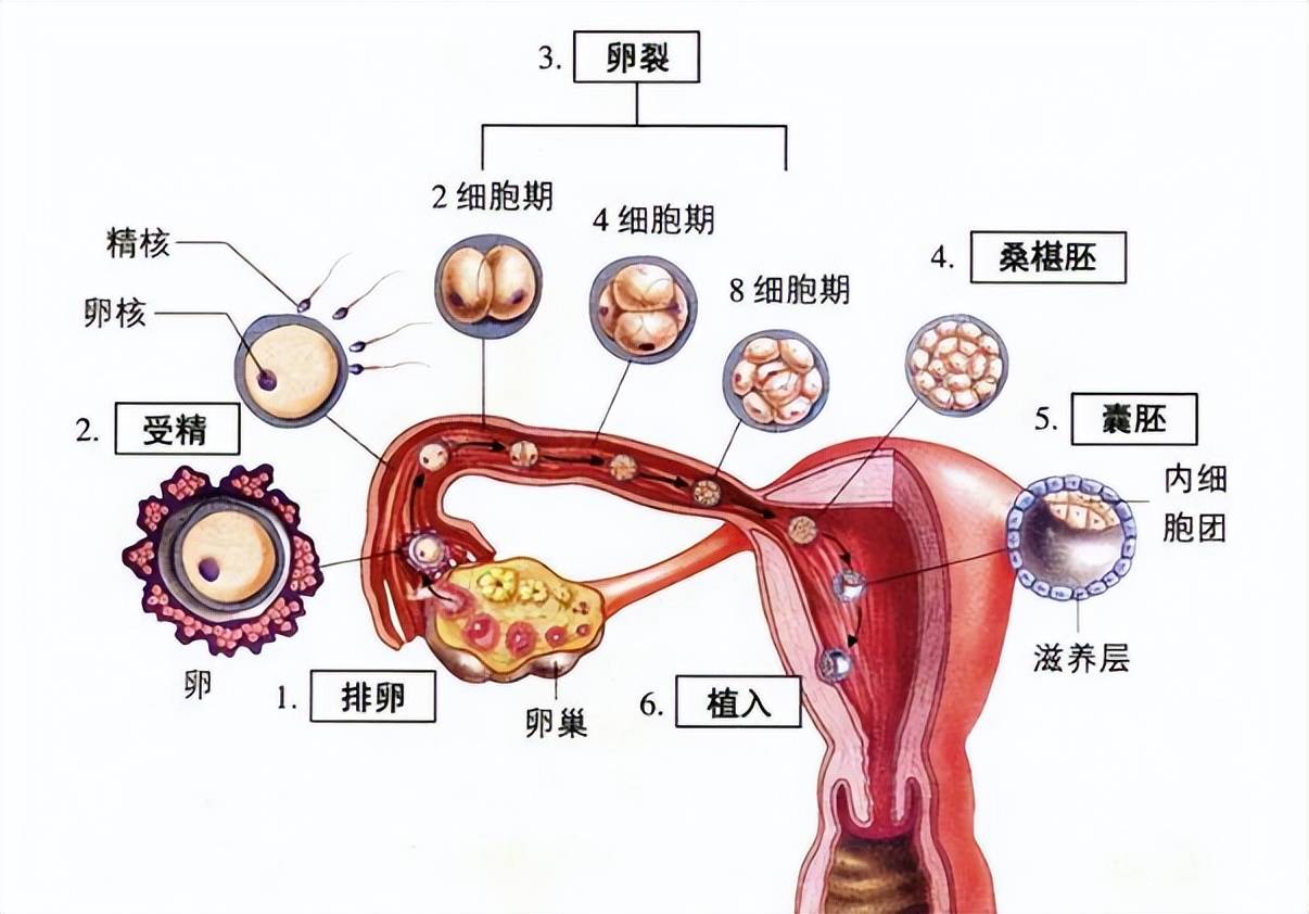 排卵期宫颈实物图图片