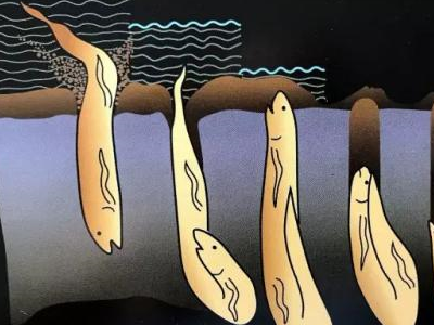 离水5年都不会死,是这样在沙漠中活下去的_进行_肺鱼_休眠