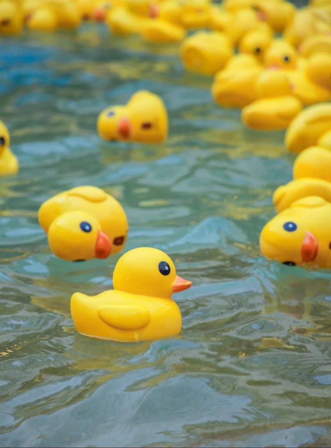 遛娃党可以打卡龙湫池(就是出圈的网红小黄鸭池),面积更大,还有很多的