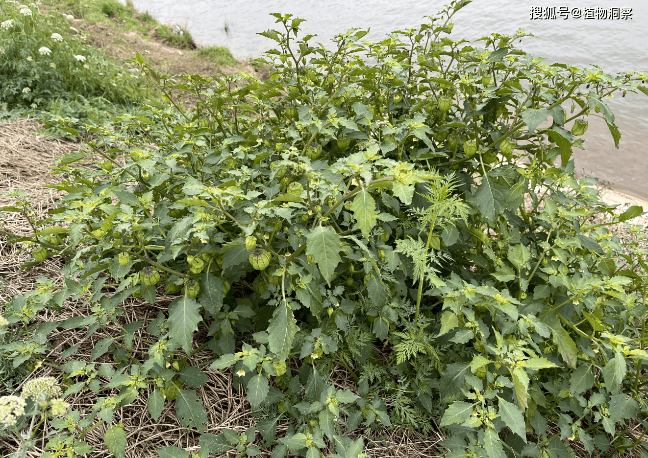 有很高的药用价值灯笼果药食两用,它的嫩叶不仅是可口的野菜,事实上它