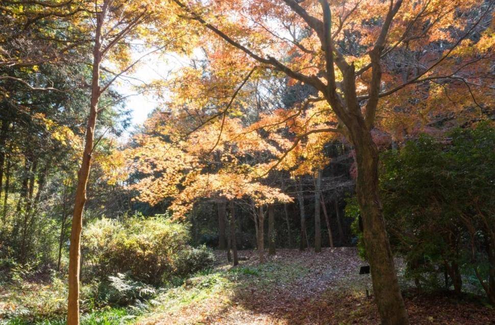 上海普陀长风公园景色如画_草坪_景点_休闲