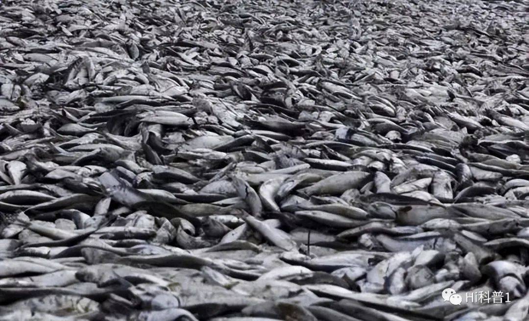 日本离奇死鱼多到渔船寸步难行，官员称与核污染水无关
