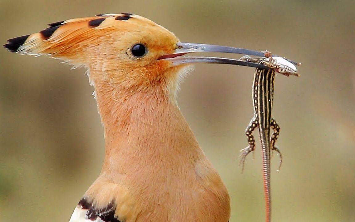 鸟类为何欠缺牙齿,竟能准确捕食?_食物_飞行_进化