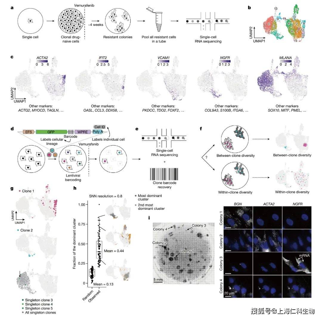 Nature】单细胞克隆来源的耐药肿瘤细胞仍表现出异质性_手机搜狐网