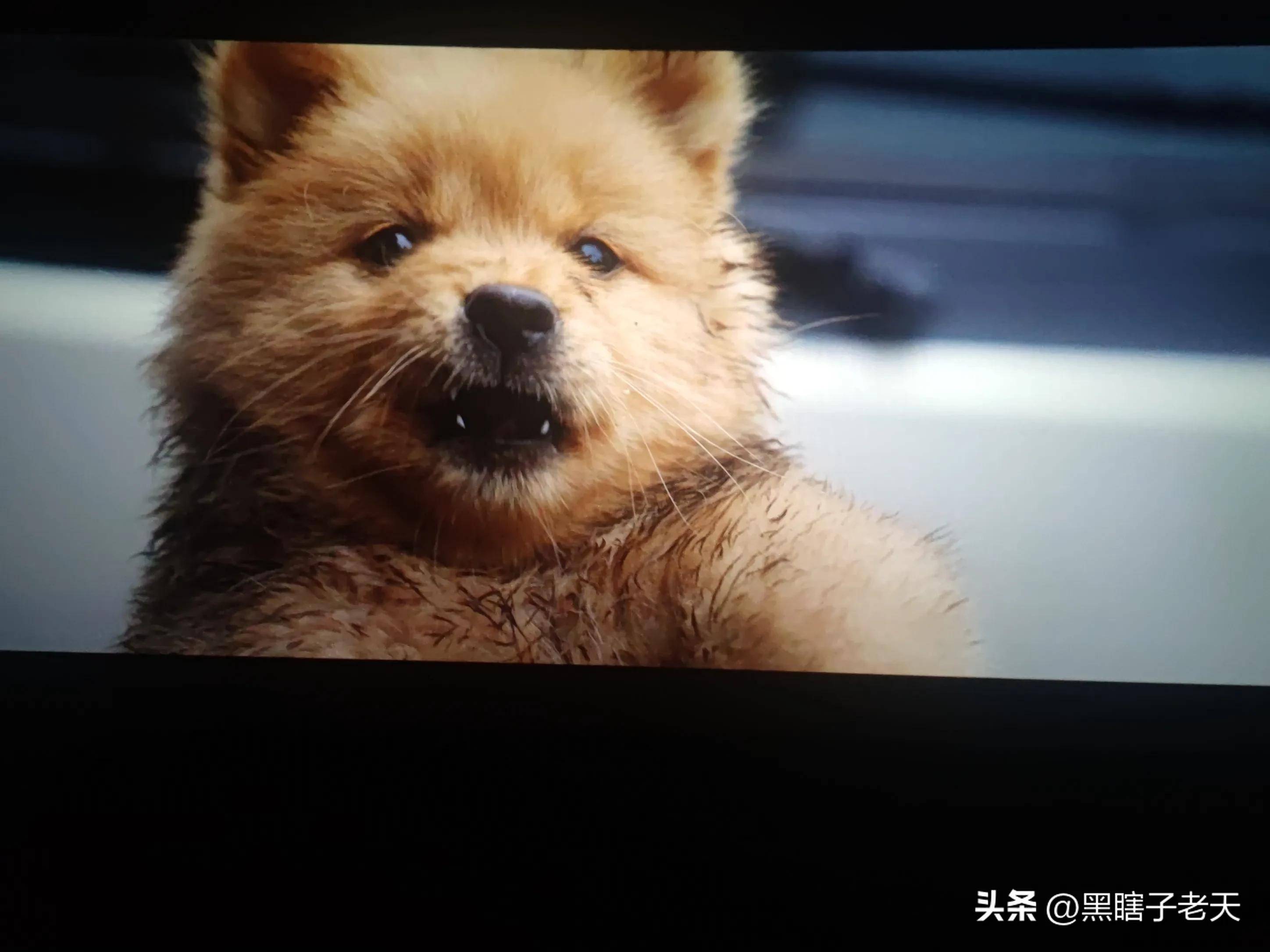 电影《忠犬八公》由冯小刚和陈冲主演,徐昂导演,一百二十二分钟讲述了