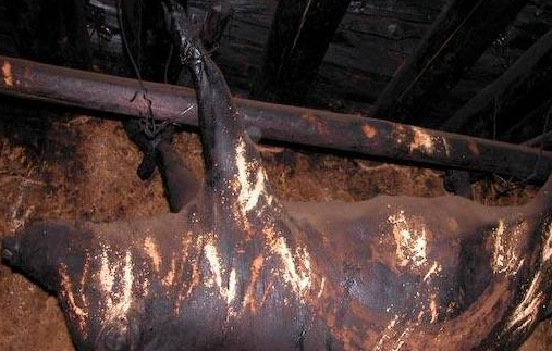 一存就是30年做法繁琐的臭猪肉,被当做宝贝,只用来招待贵宾!(图2) 一存就是30年做法繁琐的臭猪肉,被当做宝贝,只用来招待贵宾!(图2)