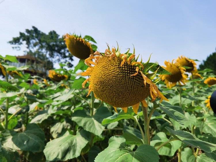来到綦江必打卡的第一个景点就是横山花仙谷景区,位于綦江区横山镇,是