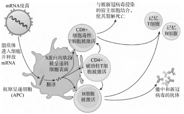 諾獎背後:新冠中大放異彩的mrna疫苗,與它的