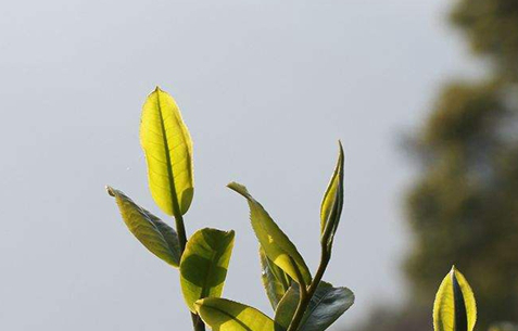 普洱茶这3条容易混淆的知识，很少人分得清，你都分清了吗？(图3)