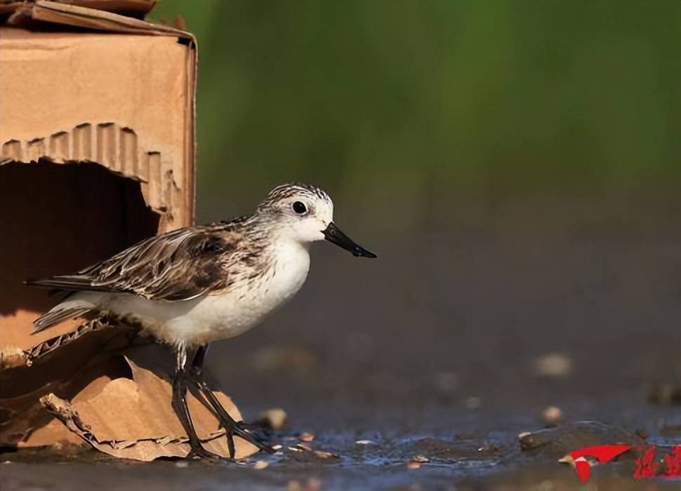 萌鳥勺嘴鷸全球告急,僅剩700只,瀕臨滅絕!_棲息地_為保護_鳥類